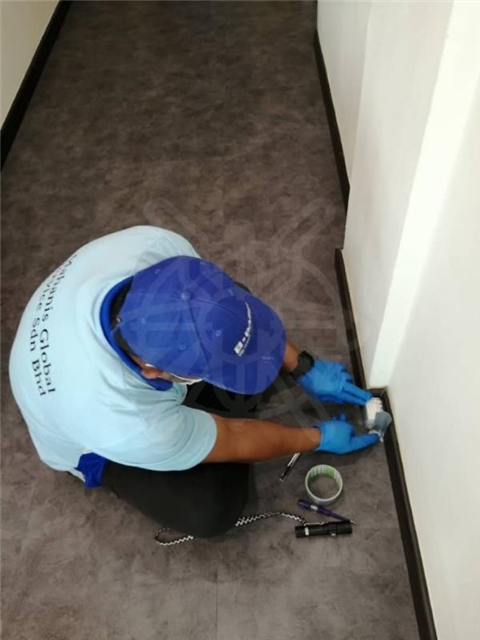 Termite Baiting System